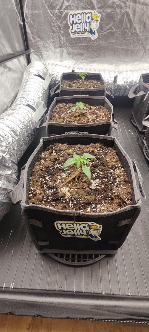 Hella Jelly Auto 🍯🌿. Week 1 - 24.06.2026