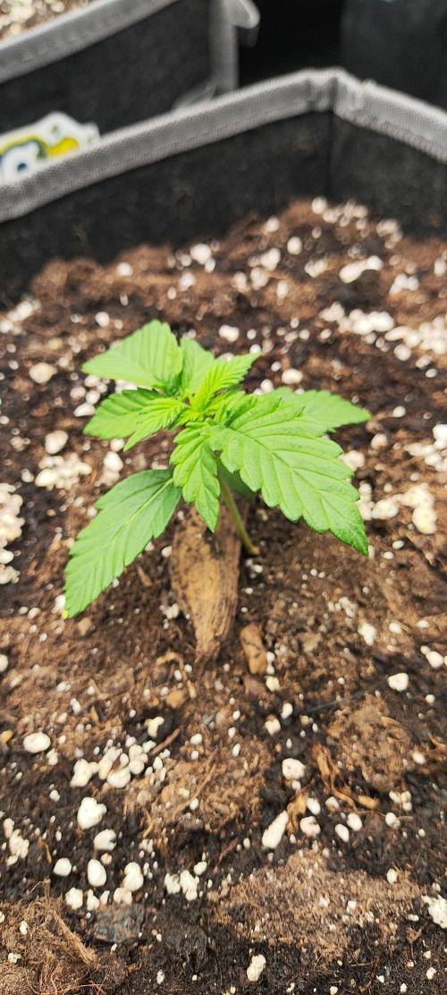 Hella Jelly Auto 🍯🌿. Week 1 - 24.06.2026