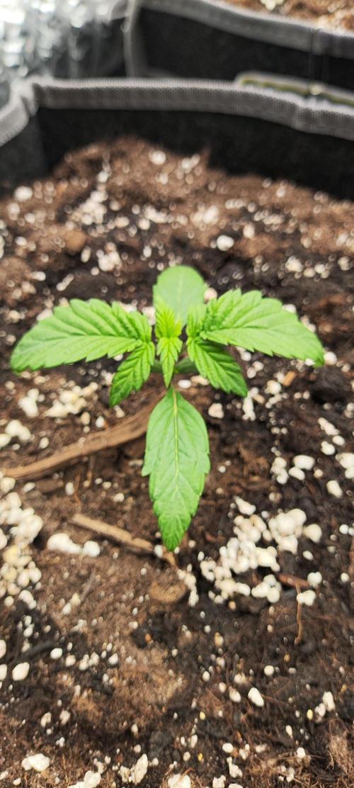Hella Jelly Auto 🍯🌿. Week 1 - 24.06.2026