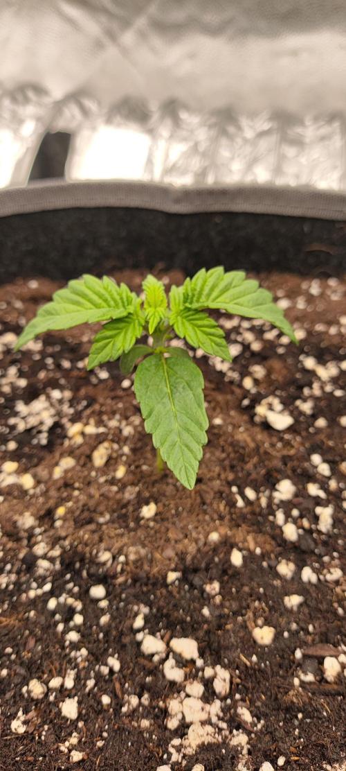 Hella Jelly Auto 🍯🌿. Week 1 - 24.06.2026