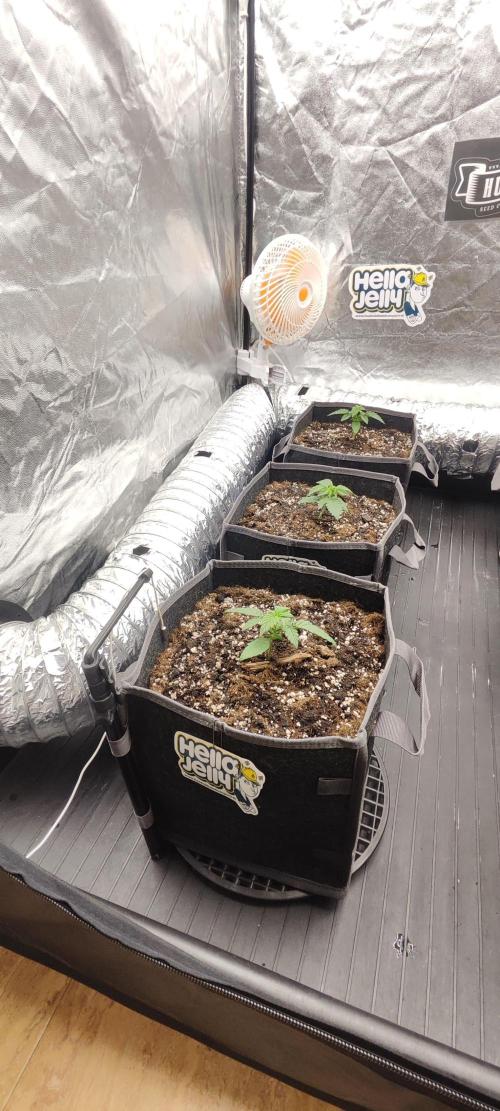 Hella Jelly Auto 🍯🌿. Week 1 - 26.06.2026