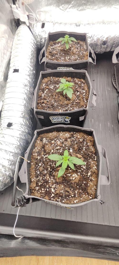 Hella Jelly Auto 🍯🌿. Week 1 - 26.06.2026