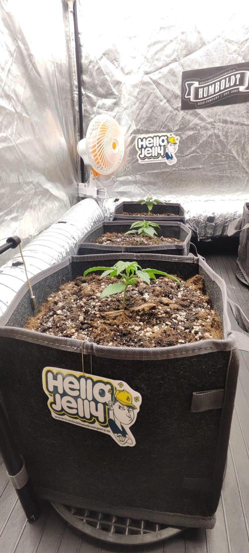 Hella Jelly Auto 🍯🌿. Week 1 - 26.06.2026