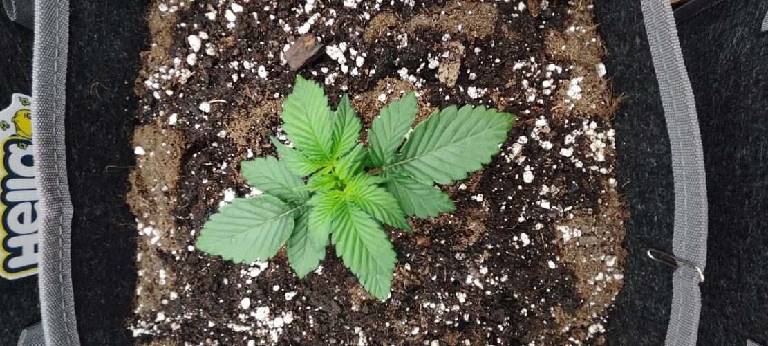 Hella Jelly Auto 🍯🌿. Week 1 - 26.06.2026