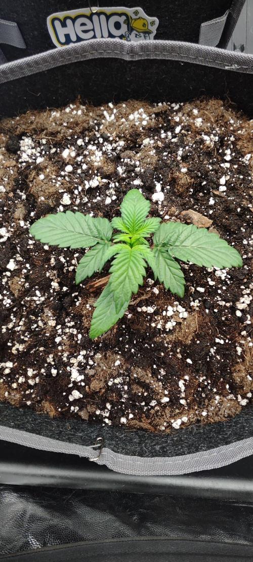 Hella Jelly Auto 🍯🌿. Week 1 - 26.06.2026