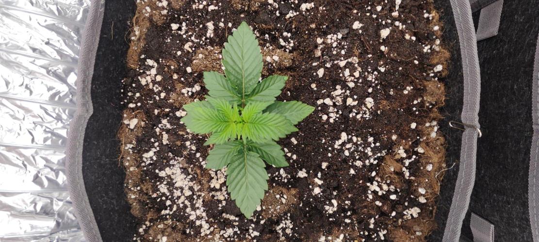Hella Jelly Auto 🍯🌿. Week 1 - 26.06.2026