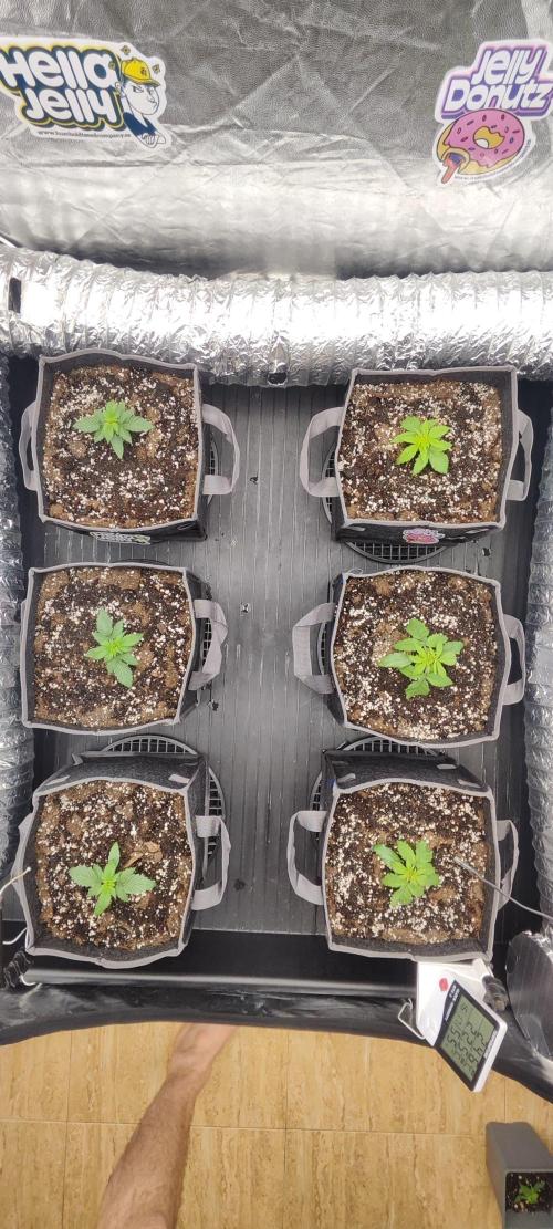 Hella Jelly Auto 🍯🌿. Week 1 - 26.06.2026 
