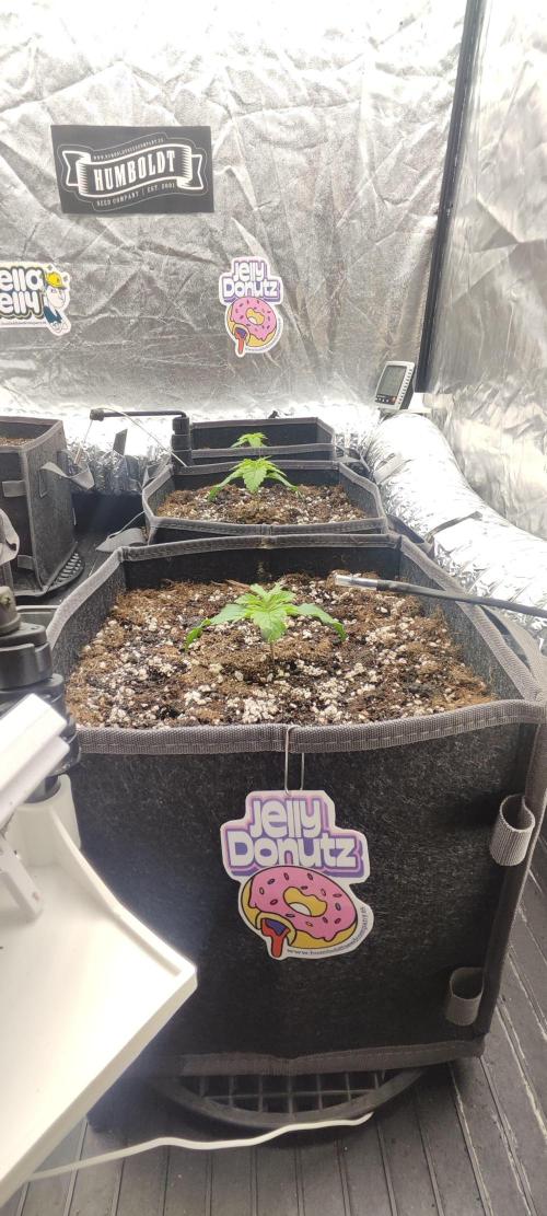 Jelly Donutz Auto 🍩. Week 1 - 24.06.2026