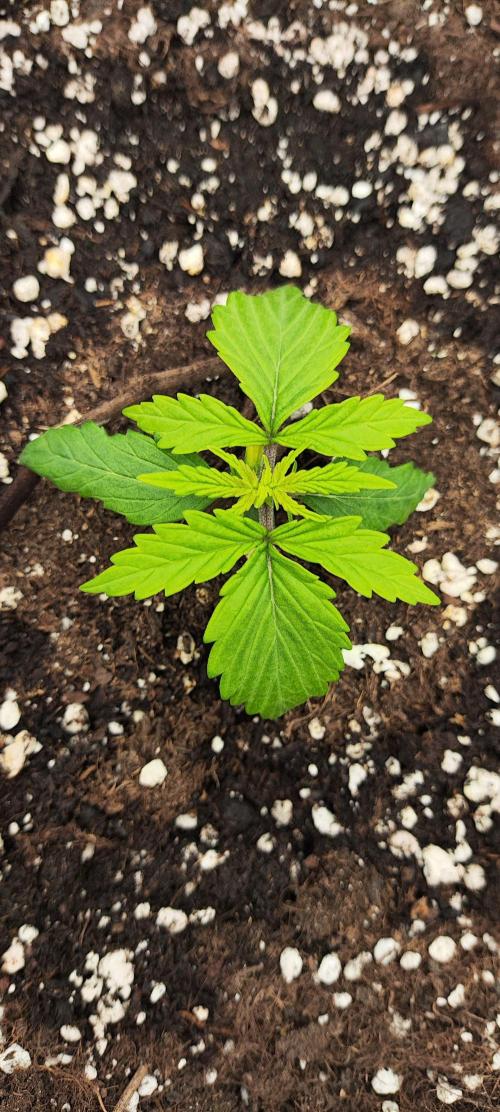 Jelly Donutz Auto 🍩. Week 1 - 24.06.2026