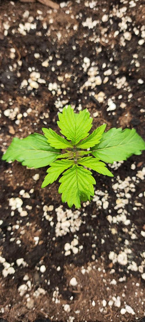 Jelly Donutz Auto 🍩. Week 1 - 24.06.2026