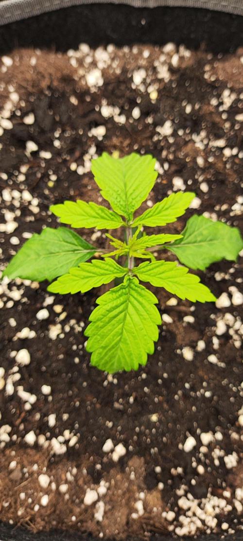 Jelly Donutz Auto 🍩. Week 1 - 24.06.2026