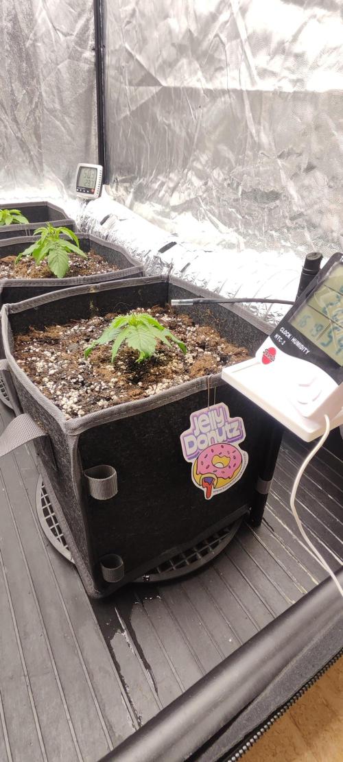 Jelly Donutz Auto 🍩. Week 1 - 26.06.2026