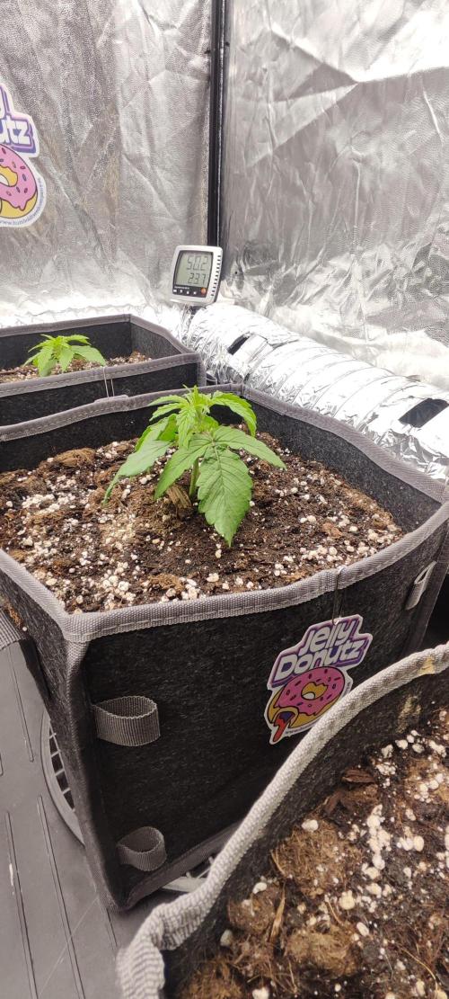 Jelly Donutz Auto 🍩. Week 1 - 26.06.2026