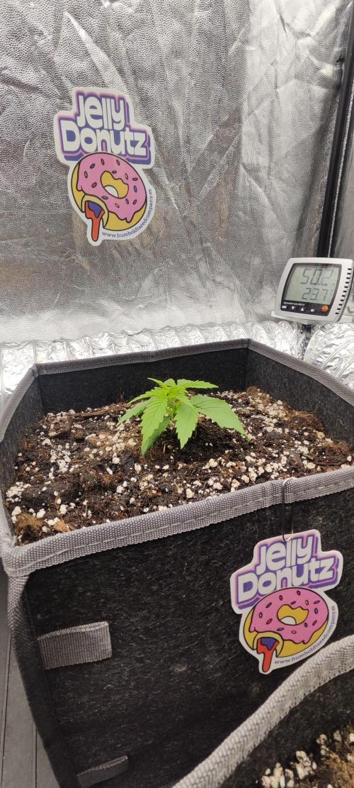 Jelly Donutz Auto 🍩. Week 1 - 26.06.2026