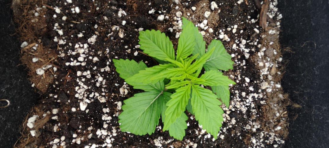Jelly Donutz Auto 🍩. Week 1 - 26.06.2026