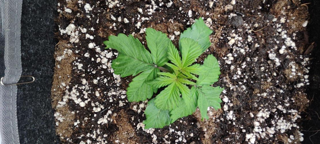 Jelly Donutz Auto 🍩. Week 1 - 26.06.2026