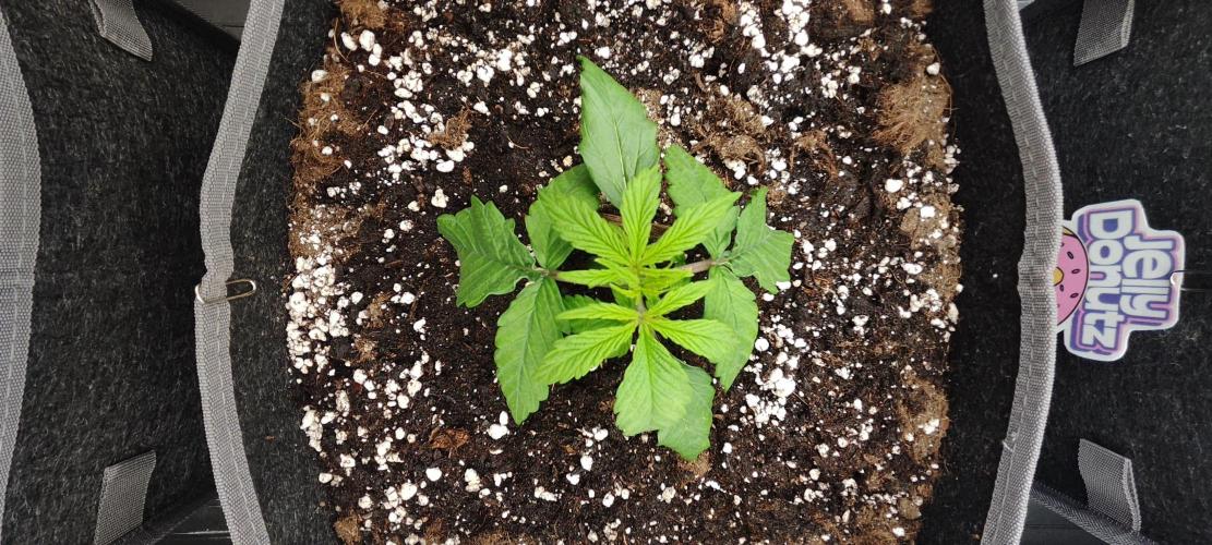 Jelly Donutz Auto 🍩. Week 1 - 26.06.2026