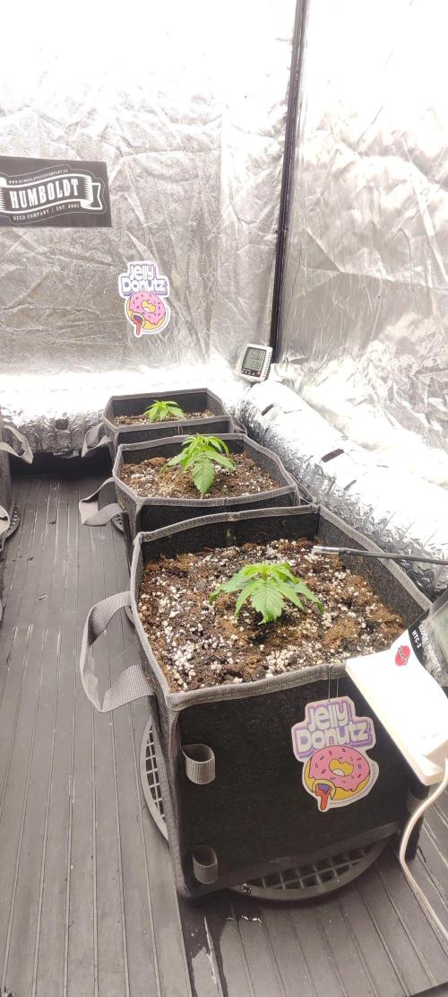 Jelly Donutz Auto 🍩. Week 1 - 26.06.2026
