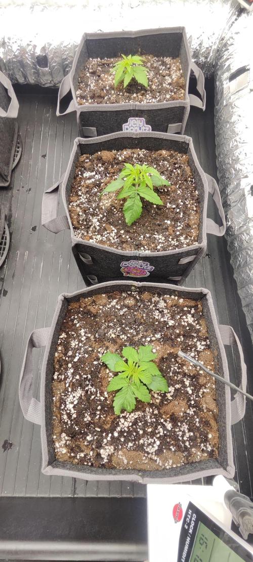 Jelly Donutz Auto 🍩. Week 1 - 26.06.2026