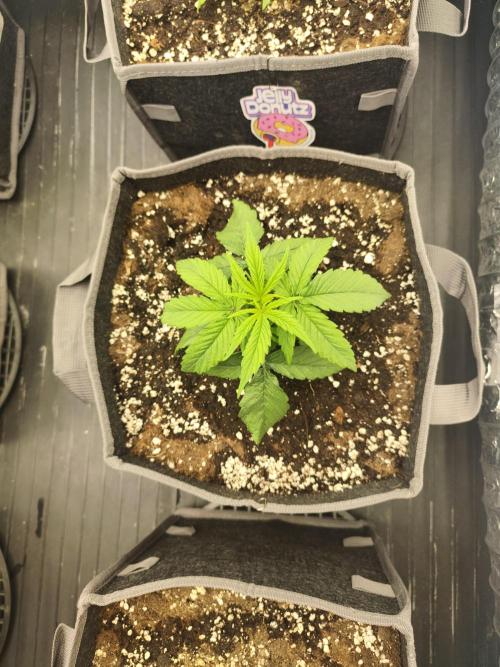 Jelly Donutz Auto 🍩. Week 2 - Maple
