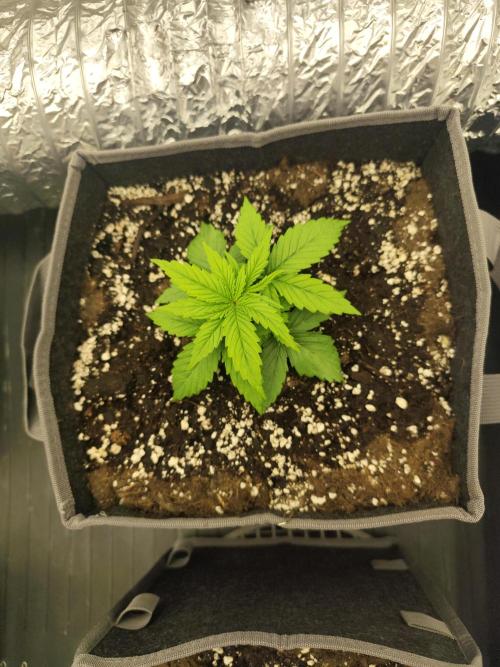 Jelly Donutz Auto 🍩. Week 2 - Sprinkles