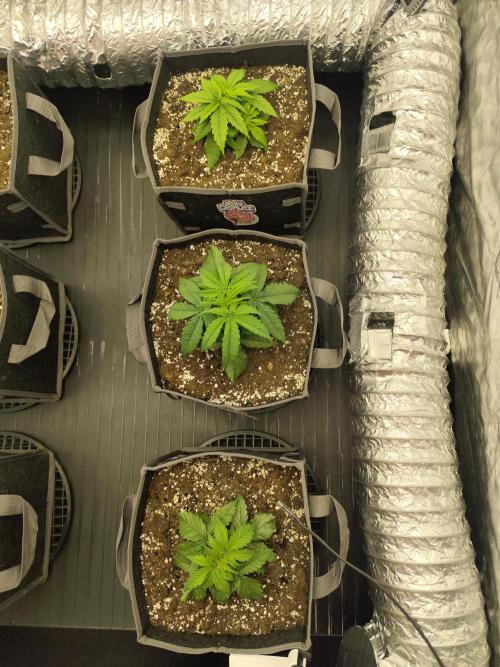 Jelly Donutz Auto 🍩. Week 2