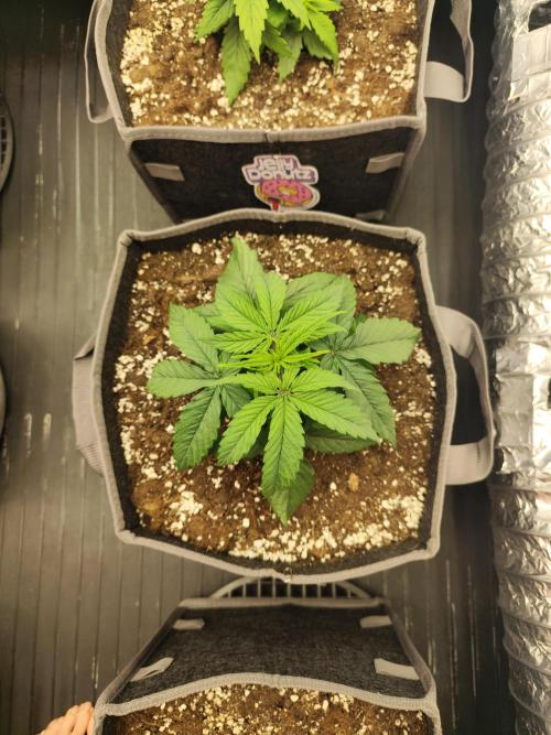 Jelly Donutz Auto 🍩. Week 2 - Maple