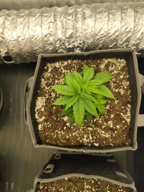Jelly Donutz Auto 🍩. Week 2 - Sprinkles