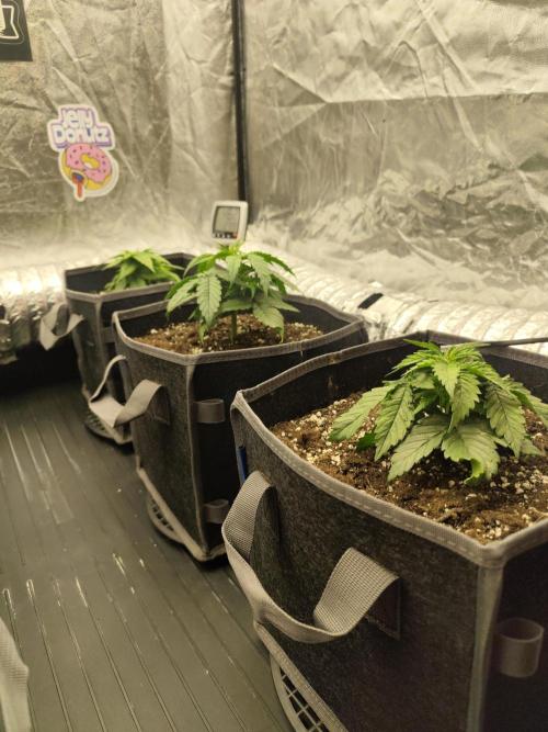 Jelly Donutz Auto 🍩. Week 2 - Jelly Donutz Auto - Humboldt 
