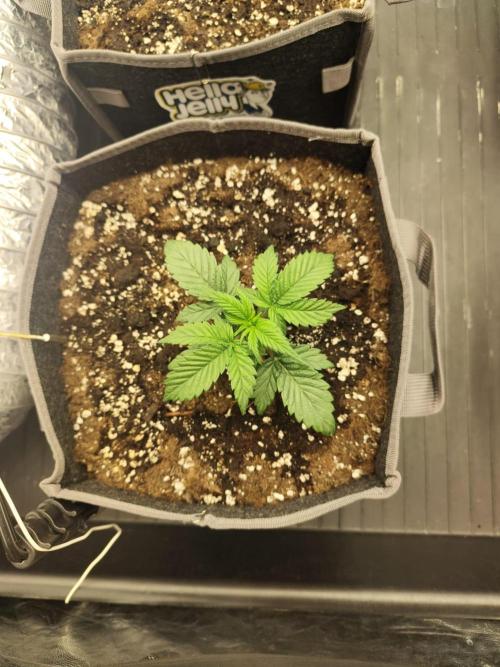 Hella Jelly Auto 🍯🌿. Week 2 - Jinx 