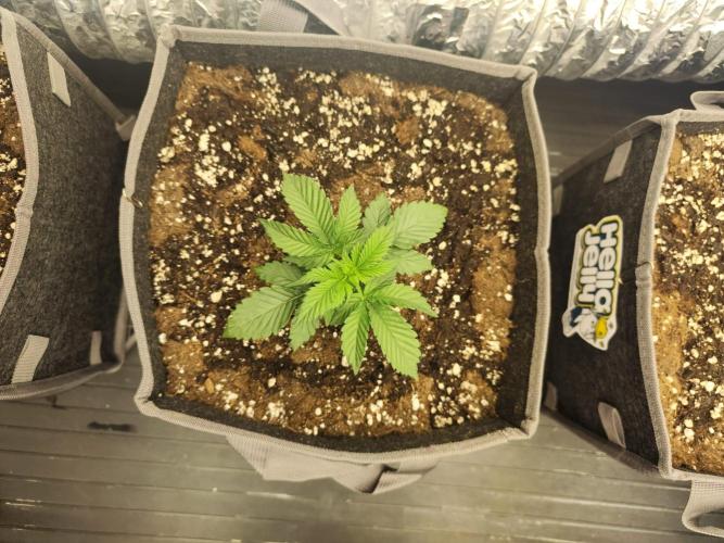 Hella Jelly Auto 🍯🌿. Week 2 - Jellybean