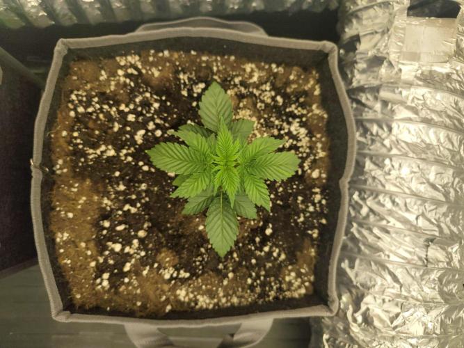 Hella Jelly Auto 🍯🌿. Week 2 - Mochi