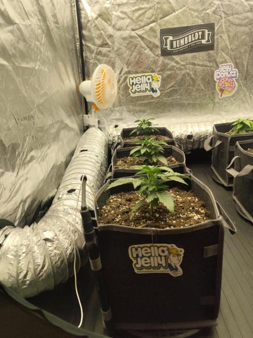 Hella Jelly Auto 🍯🌿. Week 2
