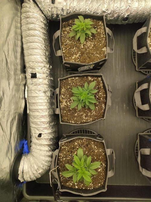Hella Jelly Auto 🍯🌿. Week 2
