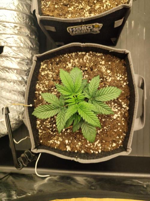 Hella Jelly Auto 🍯🌿. Week 2 - Jinx - Hella Jelly