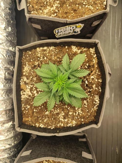 Hella Jelly Auto 🍯🌿. Week 2 - Jellybean - Hella Jelly