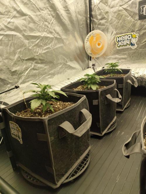 Hella Jelly Auto 🍯🌿. Week 2