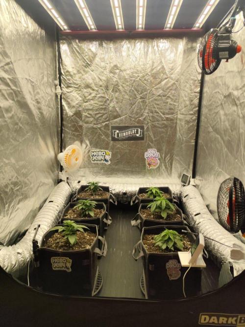 Hella Jelly Auto 🍯🌿. Week 2