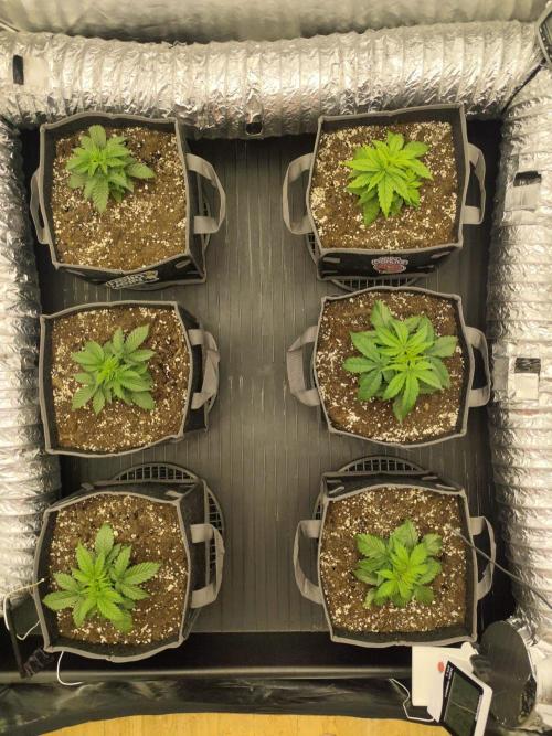 Hella Jelly Auto 🍯🌿. Week 2