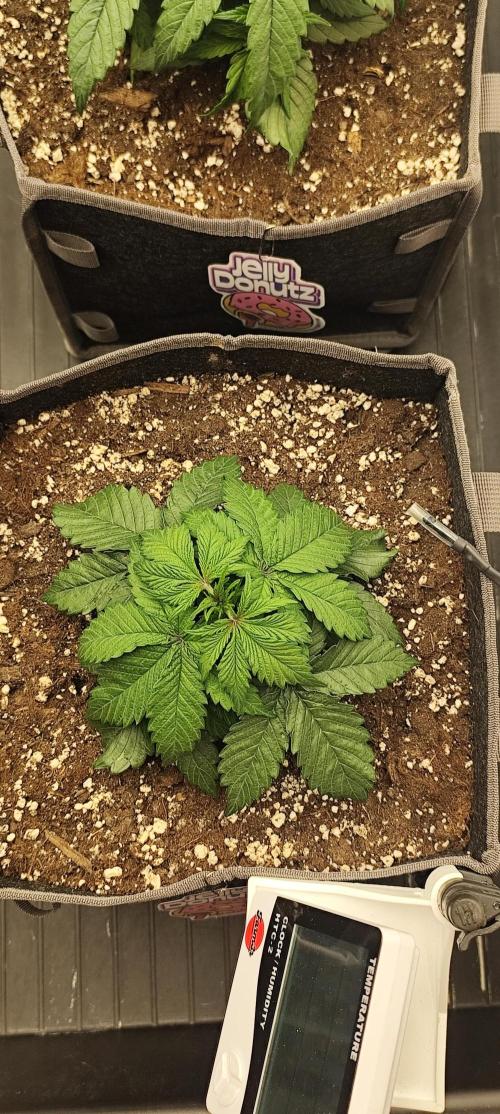 Jelly Donutz Auto 🍩. Week 3 - GLAZE