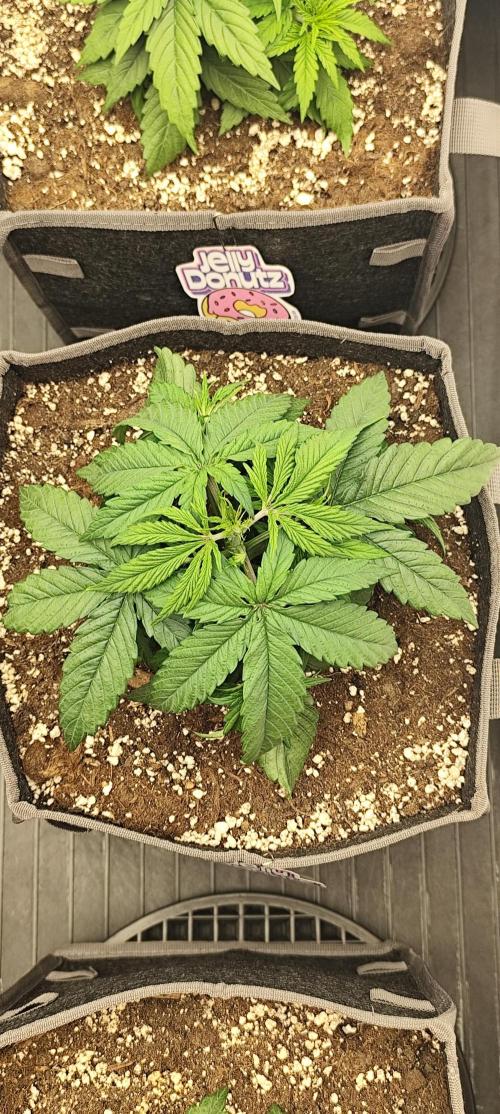 Jelly Donutz Auto 🍩. Week 3 - MAPLE