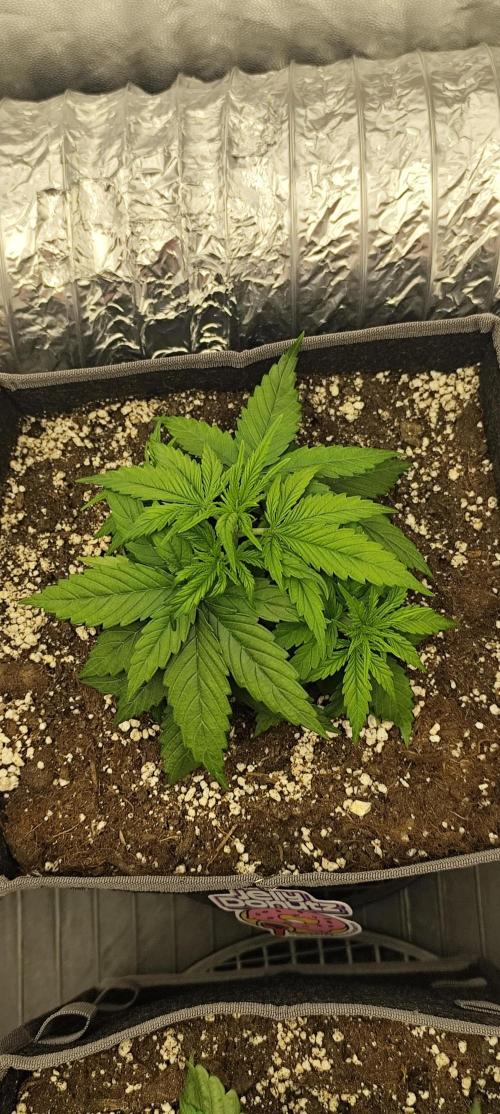 Jelly Donutz Auto 🍩. Week 3 - SPRINKLES