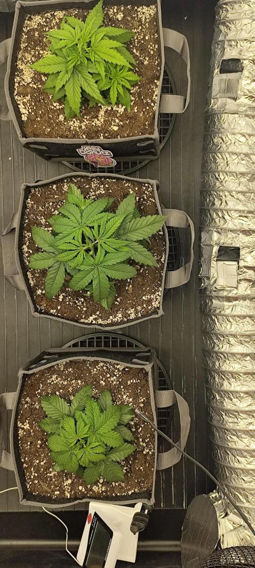 Jelly Donutz Auto 🍩. Week 3
