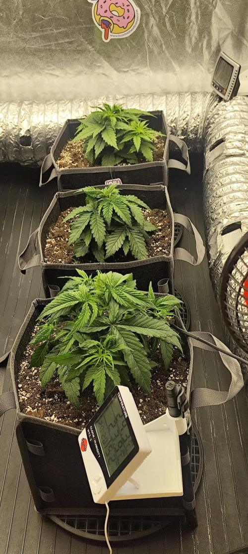 Jelly Donutz Auto 🍩. Week 3