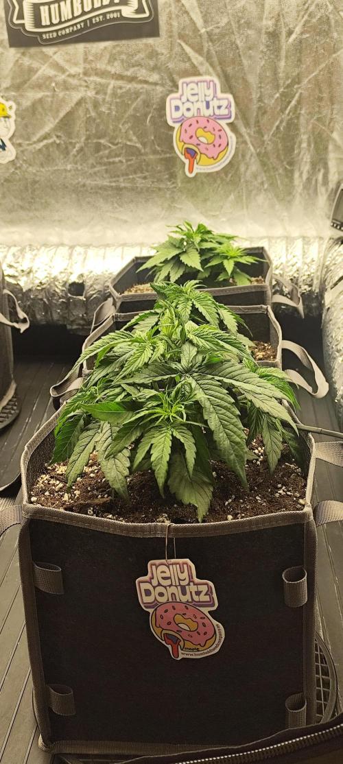 Jelly Donutz Auto 🍩. Week 3