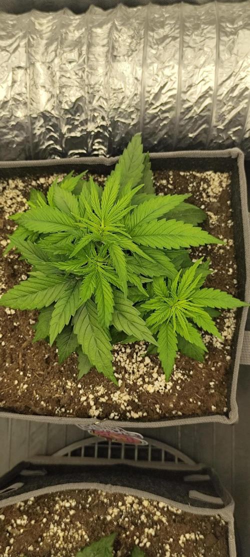 Jelly Donutz Auto 🍩. Week 3 - MAPLE