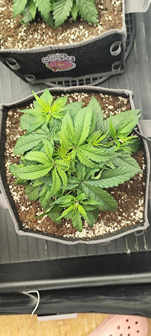 Jelly Donutz Auto 🍩. Week 3 - SPRINKLES