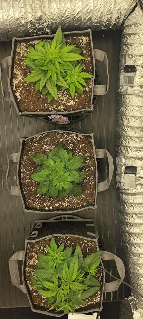 Jelly Donutz Auto 🍩. Week 3