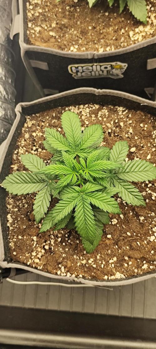 Hella Jelly Auto 🍯🌿. Week 3 - JINX