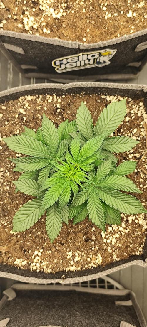 Hella Jelly Auto 🍯🌿. Week 3 - JELLYBEAN